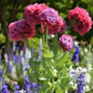 Meet your Posher, Lesley